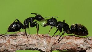 黑蚂蚁能治阳痿吗？黑蚂蚁的作用与功效是什么